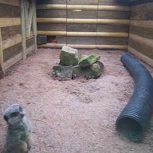 View of new Meerkat enclosure