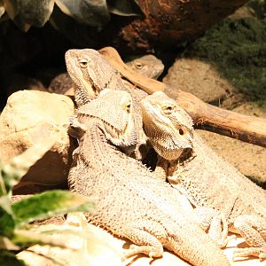 Bearded dragons