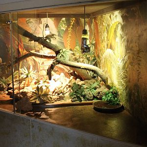 Enclosure Bearded dragon