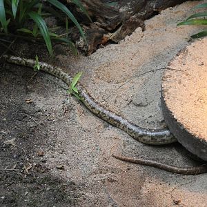 European legless lizard