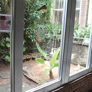 Enclosure Marginated tortoise