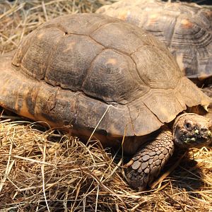 Marginated tortoises