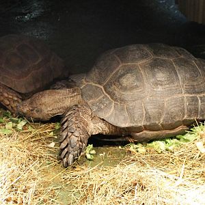 Asian brown tortoises