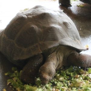 Galapagos giant tortoise