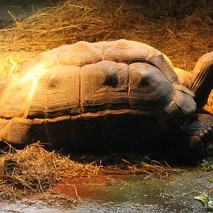 Aldebra giant tortoise