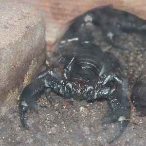 Scorpion species
