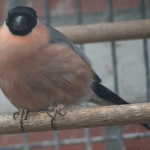 Bullfinch male