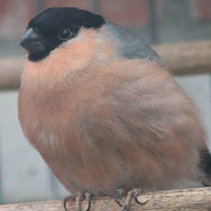 Bullfinch male