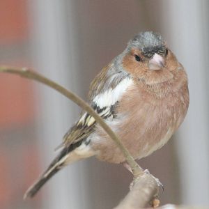 Chaffinch
