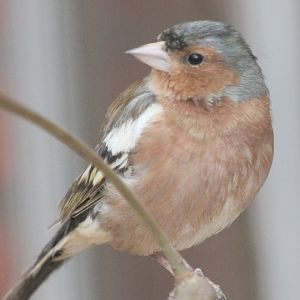Chaffinch