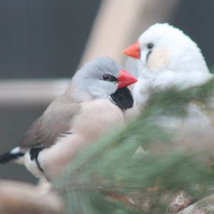 Long-tailed finch and Zebra finch