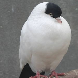 Some breed of pigeon