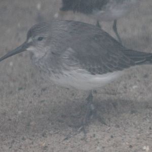 Dunlin