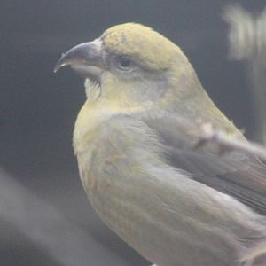 Common Crossbill female