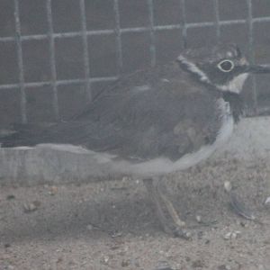 Little ringed plover