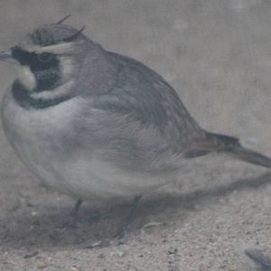 Shore lark