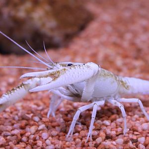 Crayfish ID