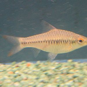 Barbus guirali