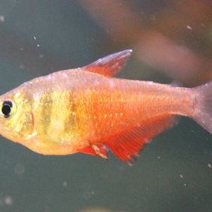 Hyphessobrycon flameus