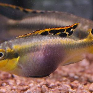 Pelvicachromis pulcher