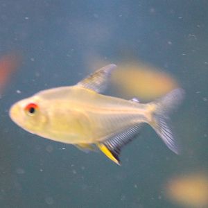 Hyphessobrycon pulchripinnis