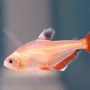 Hyphessobrycon callistus