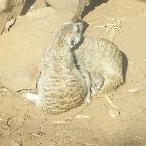 Meerkat babies