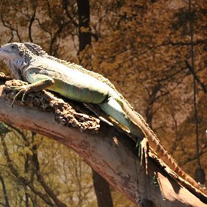 Green iguana