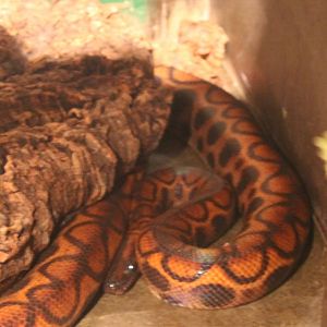 Rainbow boa