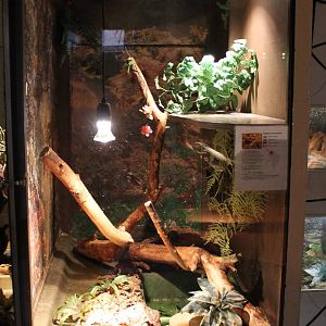 Enclosure Rainbow boa