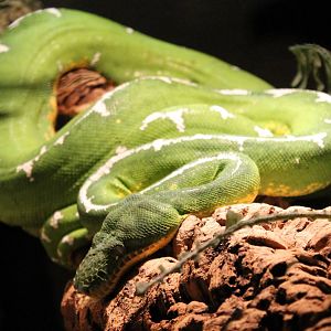 Emerald tree boa