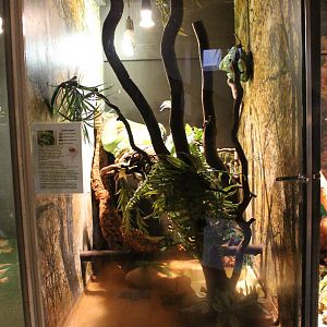 Enclosure Emerald tree boa