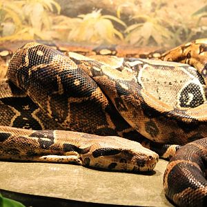 Common boa