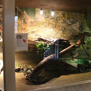 Enclosure Common boa