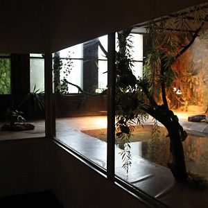 Enclosure Spectacled caiman