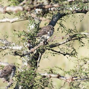 Yellow-rumped Seedeater