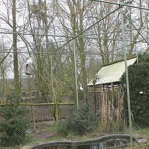 European white stork aviary