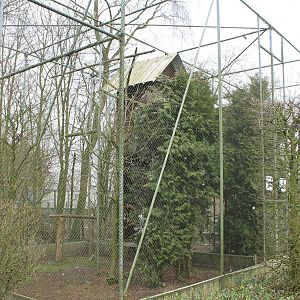 European eagle owl aviary