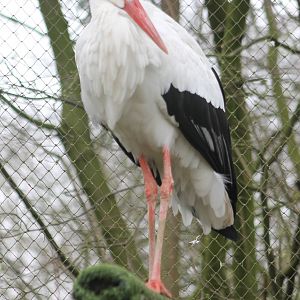 European white stork