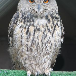 European eagle owl