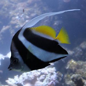 Black and white butterflyfish