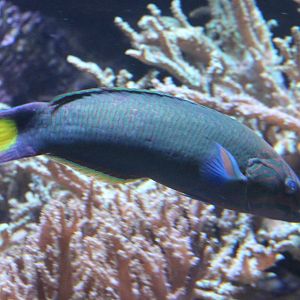 Lyretail wrasse