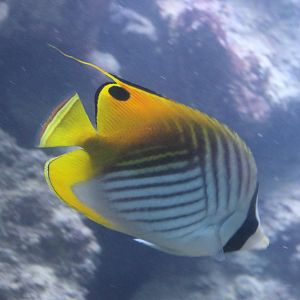 Threadfin butterflyfish
