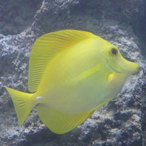 Yellow surgeonfish