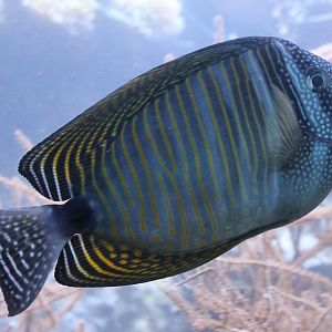 Desjardin's sailfin tang