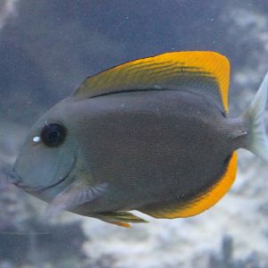 Bristle-tooth Tomini tang