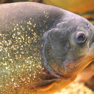 Red-bellied piranha