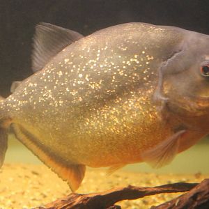 Red-bellied piranha