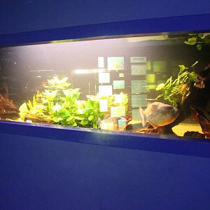 Aquarium Red bellied-piranhas