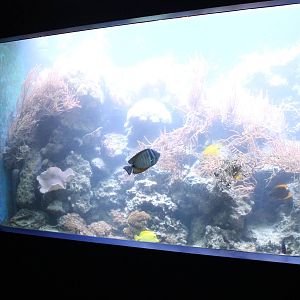 Tropical sea-aquarium